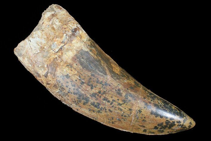 Carcharodontosaurus Tooth - Monster Meat-Eater #73260